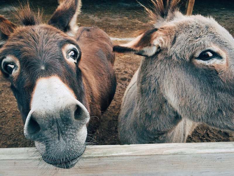 poker donkey